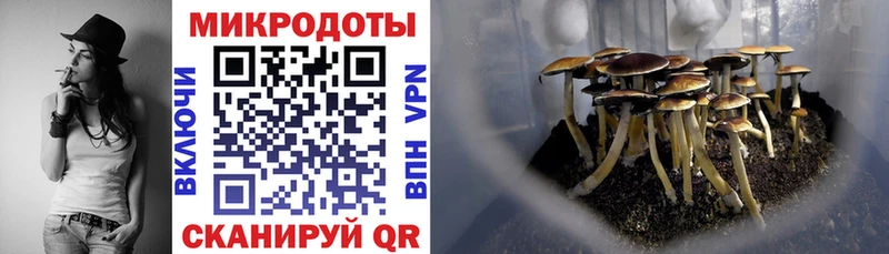 хочу наркоту  Торжок  Галлюциногенные грибы Psilocybe 